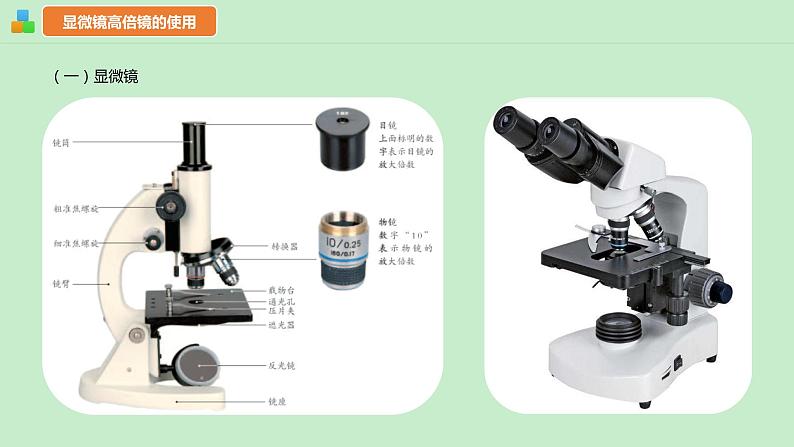 1.2细胞的多样性和统一性课件--高一上学期生物人教版(2019)必修1 (1)第5页