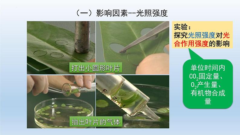 5.4光合作用与能量转化(第四课时)--高一上学期生物人教版(2019)必修1 课件04