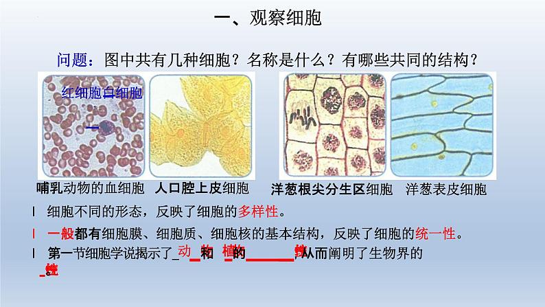 1.2细胞的多样性和统一性(第1课时)课件--高一上学期生物人教版(2019)必修103