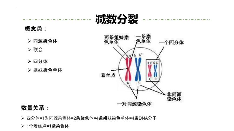 高三一轮复习生物：专题1-遗传的细胞基础（减数分裂&有丝分裂）课件05