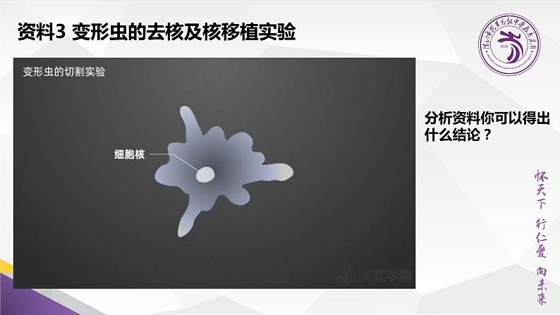 高中生物 细胞核的功能 课件第5页