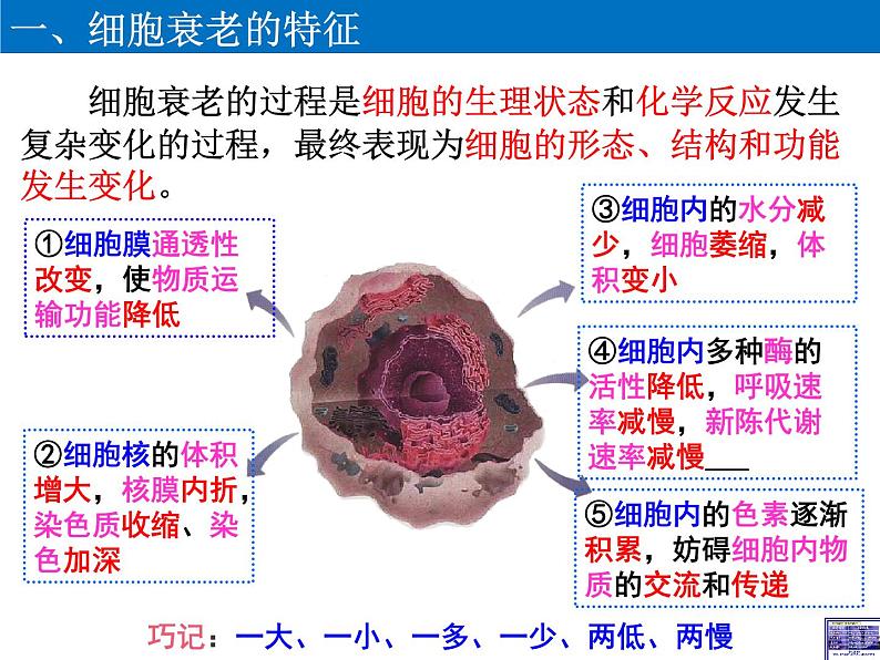 高中生物 细胞的衰老与死亡 课件第4页
