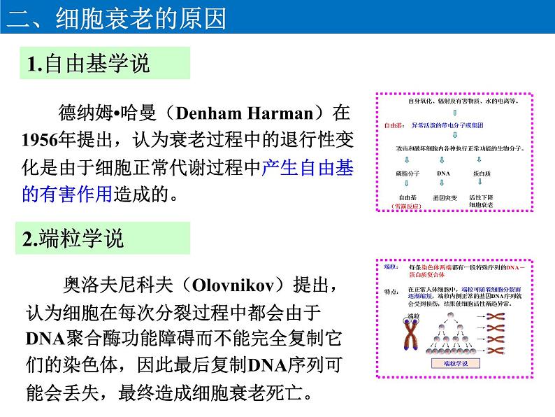 高中生物 细胞的衰老与死亡 课件第5页