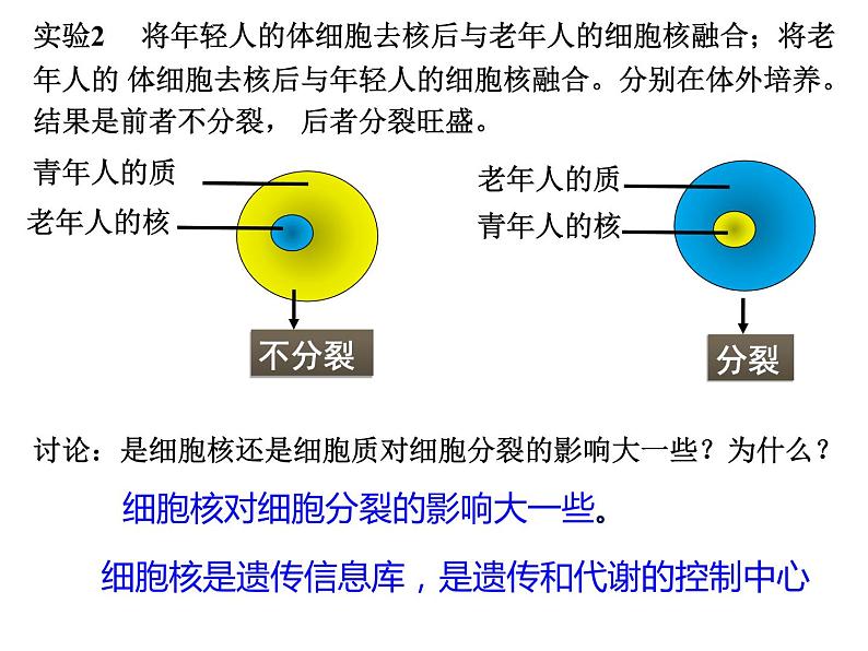 高中生物 细胞的衰老与死亡 课件第8页