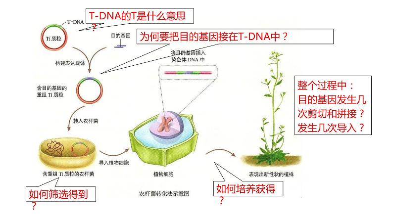 高中生物 基因工程的基本操作步骤(第2课时)课件06
