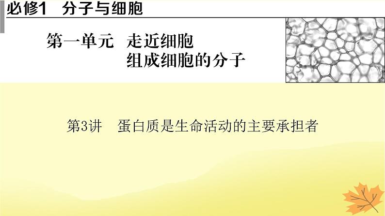 2023版高考生物一轮总复习第1单元走近细胞组成细胞的分子第3讲蛋白质是生命活动的主要承担者课件01