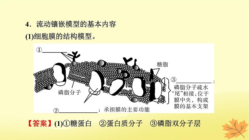 2023版高考生物一轮总复习第2单元细胞的基本结构细胞的物质输入和输出第1讲细胞膜的结构和功能细胞核的结构和功能课件07