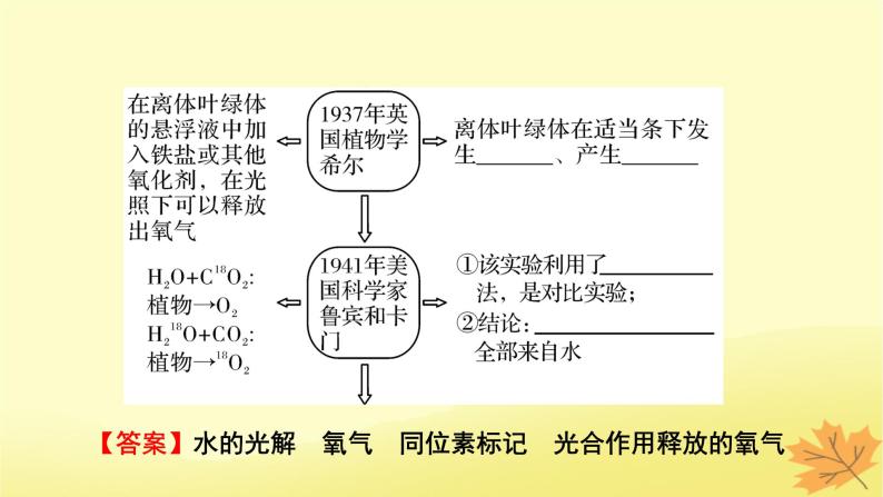 2023版高考生物一轮总复习第3单元细胞的能量供应和利用第3讲光合作用与能量转化课件07