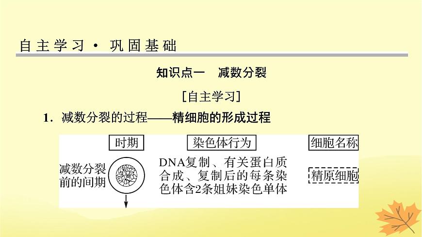 2023版高考生物一輪總復(fù)習(xí)第4單元細(xì)胞的生命歷程第2講減數(shù)分裂和受精作用課件第4頁(yè)