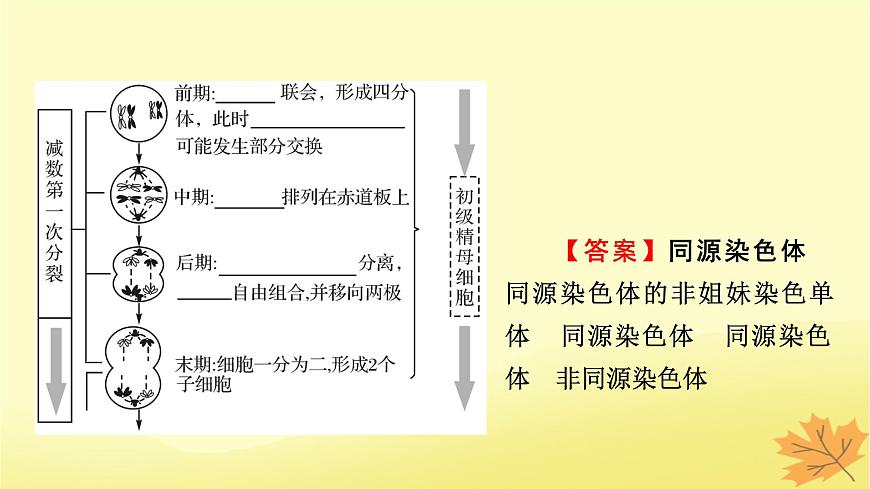 2023版高考生物一輪總復(fù)習(xí)第4單元細(xì)胞的生命歷程第2講減數(shù)分裂和受精作用課件第5頁(yè)