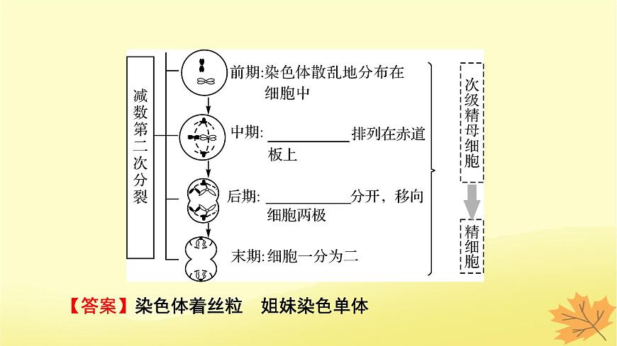 2023版高考生物一輪總復(fù)習(xí)第4單元細(xì)胞的生命歷程第2講減數(shù)分裂和受精作用課件第6頁(yè)