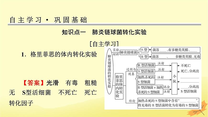 2023版高考生物一輪總復(fù)習(xí)第6單元基因的本質(zhì)基因的表達(dá)第1講DNA是主要的遺傳物質(zhì)課件第3頁