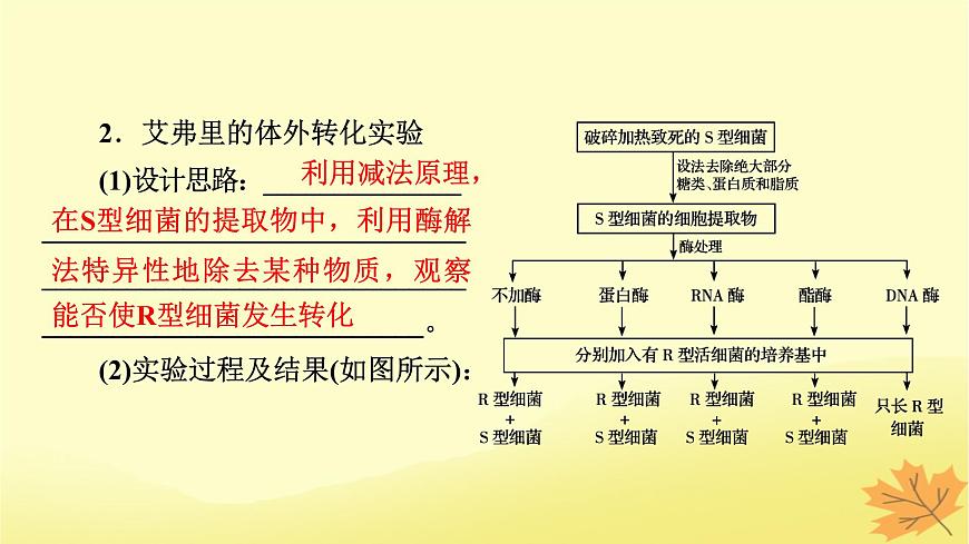 2023版高考生物一輪總復(fù)習(xí)第6單元基因的本質(zhì)基因的表達(dá)第1講DNA是主要的遺傳物質(zhì)課件第4頁