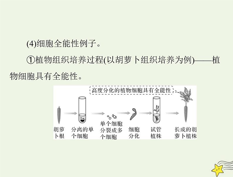 2023版高考生物一轮总复习第6章第2、3节细胞的分化细胞的衰老和死亡课件第8页