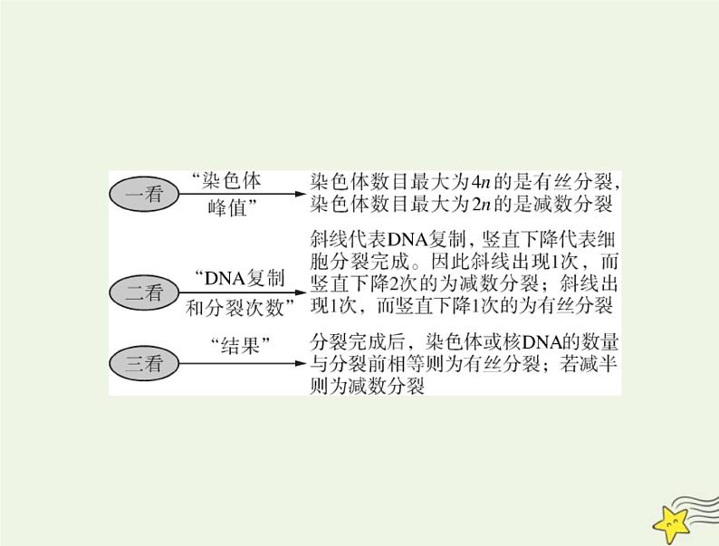 2023版高考生物一轮总复习小专题五减数分裂和有丝分裂题型突破课件第4页