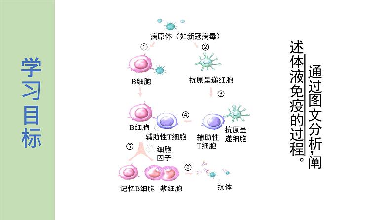 公开课 选1.4.2 特异性免疫 第1课时第2页