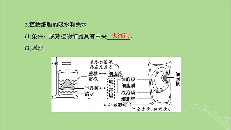 新课标2023版高考生物一轮总复习第二单元细胞的基本结构与物质的输入和输出第2讲细胞的物质输入和输出课件第5页