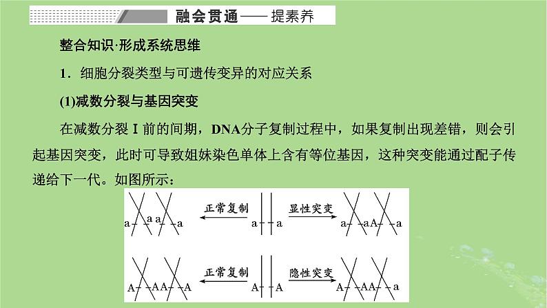 新课标2023版高考生物一轮总复习第七单元生物的变异与进化第4讲可遗传变异与细胞分裂的关系课件第8页