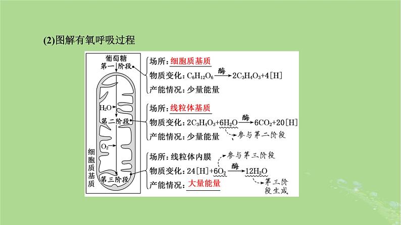 新课标2023版高考生物一轮总复习第三单元细胞的能量供应和利用第2讲细胞呼吸的原理和应用课件04