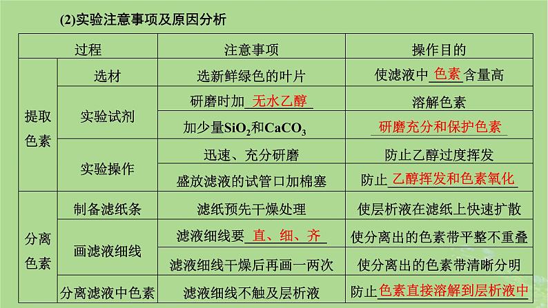新课标2023版高考生物一轮总复习第三单元细胞的能量供应和利用第3讲光合作用与能量转化课件第5页