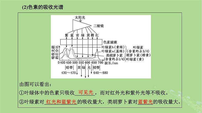 新课标2023版高考生物一轮总复习第三单元细胞的能量供应和利用第3讲光合作用与能量转化课件第8页