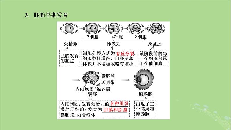 新课标2023版高考生物一轮总复习第十三单元细胞工程第3讲胚胎工程课件第6页