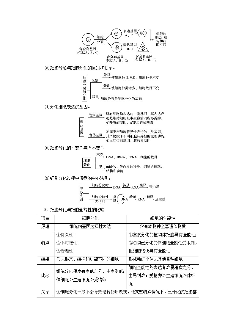 2023版高考生物一轮总复习第4单元细胞的生命历程第13课细胞的分化衰老和死亡教师用书第3页