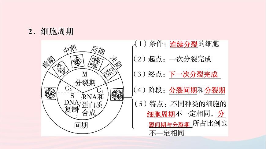 2023版高考生物一輪總復(fù)習(xí)第4單元細(xì)胞的生命歷程第11課細(xì)胞的增殖課件第5頁