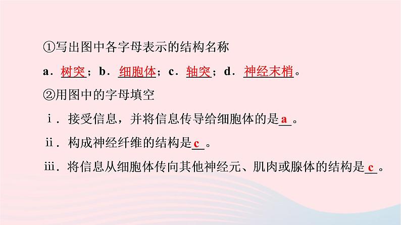 2023版高考生物一轮总复习第8单元生命活动的调节第24课神经调节的结构基础及基本方式课件第7页
