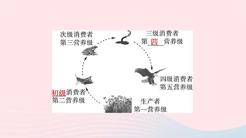 2023版高考生物一轮总复习第9单元生物与环境第32课生态系统的结构与能量流动课件第8页