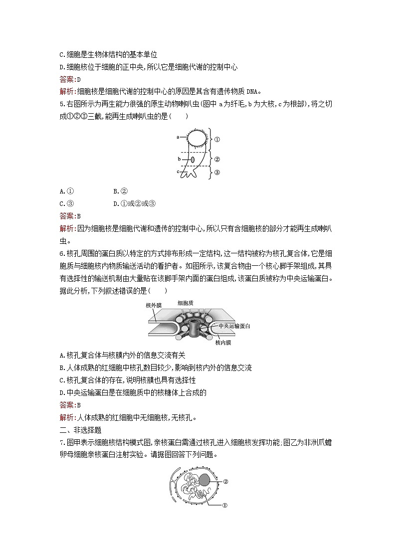 新教材高中生物第3章细胞的基本结构第3节细胞核的结构和功能课后习题新人教版必修1第2页