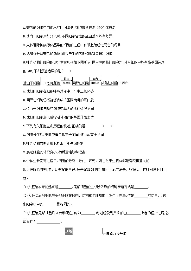 2022_2023学年新教材高中生物第6章细胞的生命历程第3节细胞的衰老和死亡课后习题新人教版必修1第2页