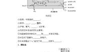 浙科版 (2019)必修1《分子与细胞》第五节 光合作用将光能转化为化学能精品第二课时导学案及答案