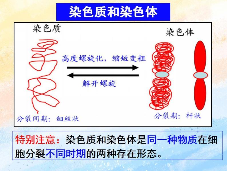 4.1+细胞通过分裂增殖+第二课时+课件浙科版（2019）高中生物必修一02