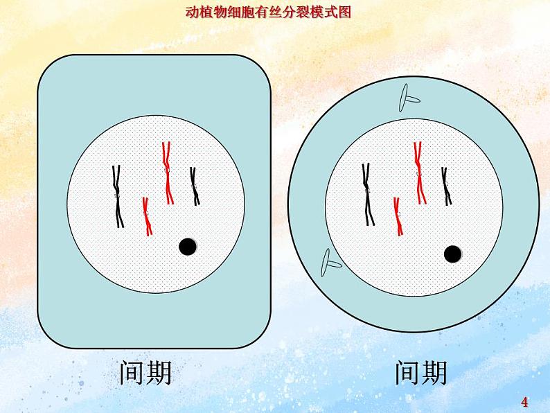4.1细胞通过分裂增殖第三课时课件浙科版(2019)高中生物必修一04