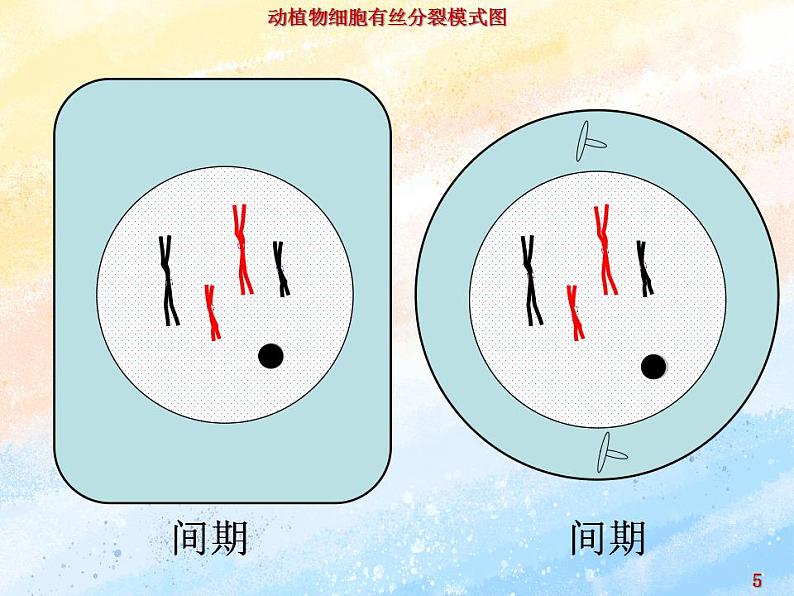 4.1细胞通过分裂增殖第三课时课件浙科版(2019)高中生物必修一05
