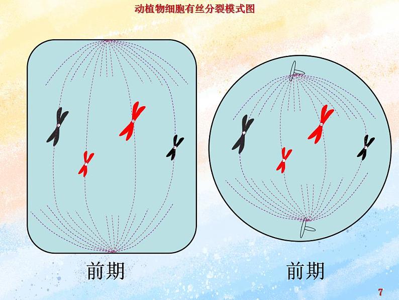 4.1细胞通过分裂增殖第三课时课件浙科版(2019)高中生物必修一07