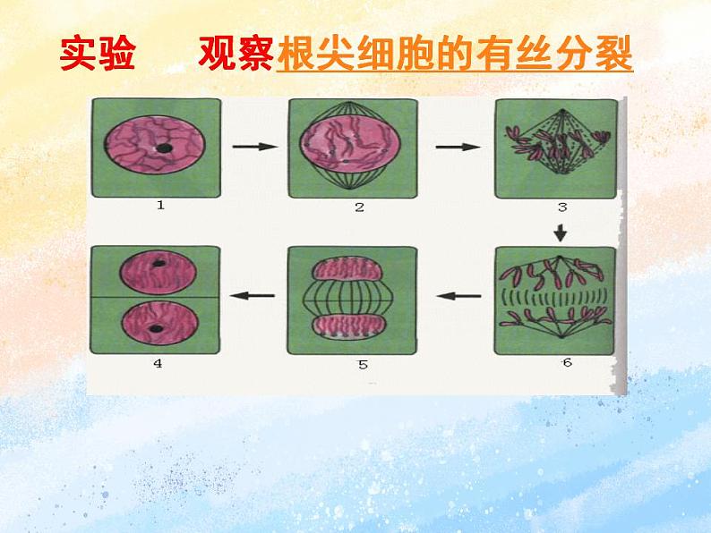 4.1细胞通过分裂增殖第三课时课件浙科版(2019)高中生物必修一02