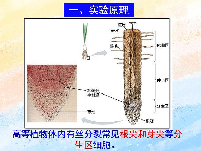 4.1细胞通过分裂增殖第三课时课件浙科版(2019)高中生物必修一03