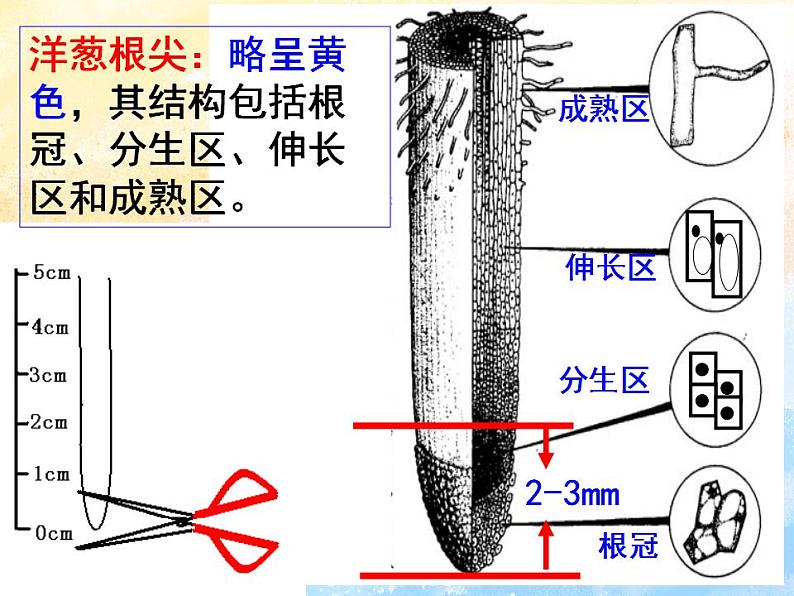 4.1细胞通过分裂增殖第三课时课件浙科版(2019)高中生物必修一06