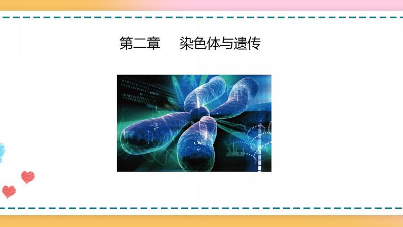 第二章 第一节 染色体通过配子传递给后代(课件)-【名校同步】2021-2022学年高一生物精品课件(浙科版2019必修2)03