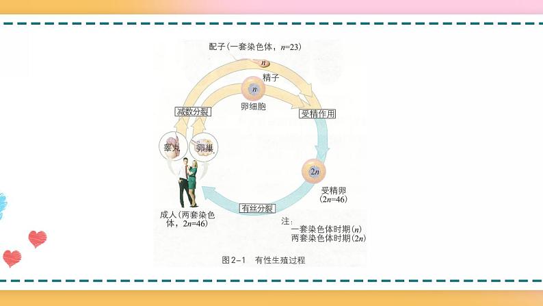 第二章 第一节 染色体通过配子传递给后代(课件)-【名校同步】2021-2022学年高一生物精品课件(浙科版2019必修2)04