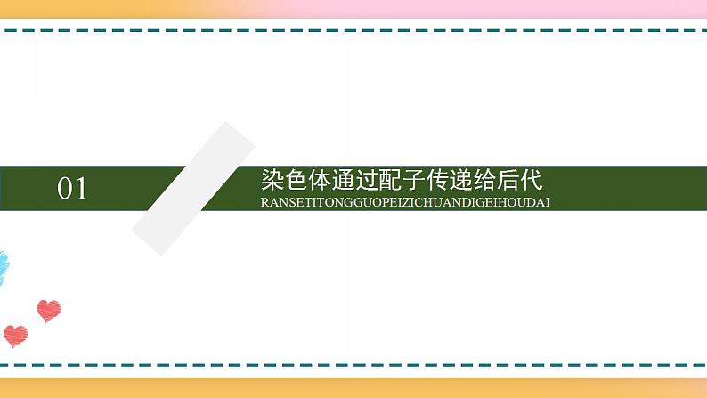 第二章 第一节 染色体通过配子传递给后代(课件)-【名校同步】2021-2022学年高一生物精品课件(浙科版2019必修2)06