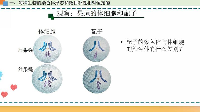 第二章 第一节 染色体通过配子传递给后代(课件)-【名校同步】2021-2022学年高一生物精品课件(浙科版2019必修2)07