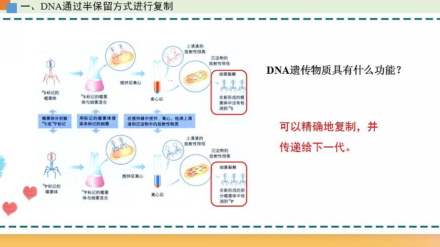 第三章 第三節(jié)  DNA通過復(fù)制傳遞遺傳信息（課件）-【名校同步】2021-2022學(xué)年高一生物精品課件（浙科版2019必修2）第6頁