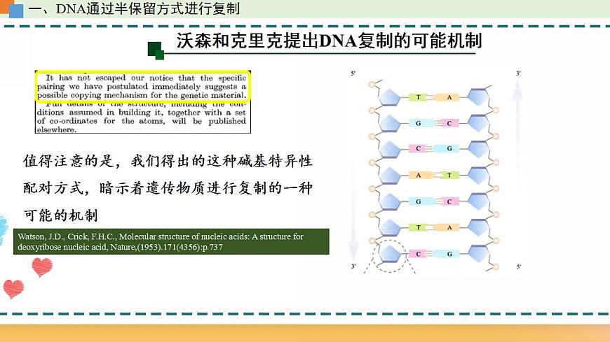 第三章 第三節(jié)  DNA通過復(fù)制傳遞遺傳信息（課件）-【名校同步】2021-2022學(xué)年高一生物精品課件（浙科版2019必修2）第7頁