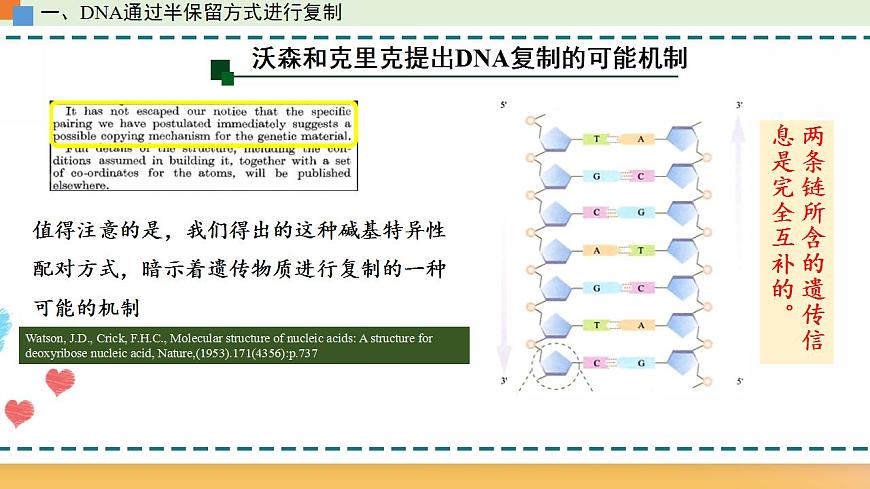 第三章 第三節(jié)  DNA通過復(fù)制傳遞遺傳信息（課件）-【名校同步】2021-2022學(xué)年高一生物精品課件（浙科版2019必修2）第8頁