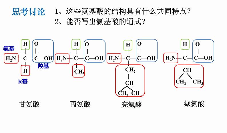 2.4 蛋白质是生命活动的主要承担者第5页