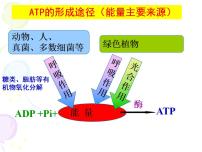 必修1《分子与细胞》第3节 细胞呼吸的原理和应用说课ppt课件