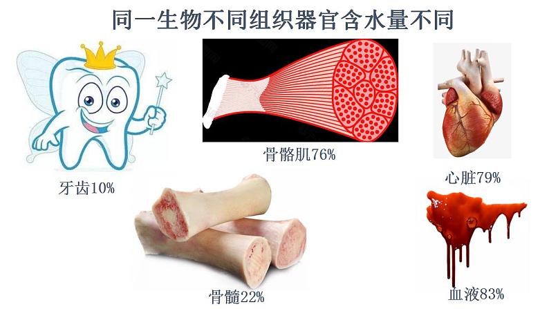 高中生物必修一 2.2 细胞中的无机物 课件 (思维导图)第7页